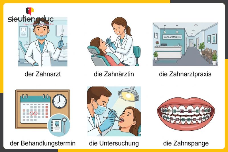 Mẫu câu hội thoại tiếng Đức chủ đề đau răng và đặt lịch nha khoa 2 Từ vựng tiếng Đức chủ đề đau răng và nha khoa